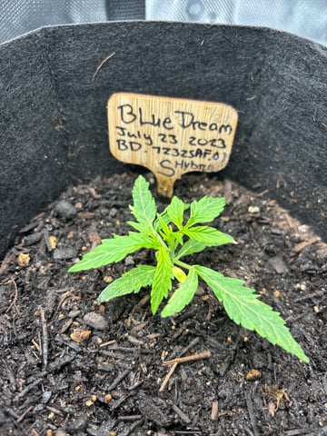 Round 1 — seedling_rooting, day 23