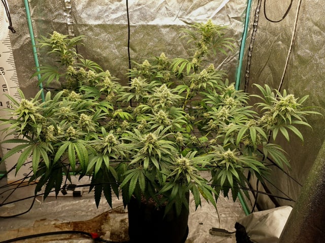 Experimental DIY Run — flower, day 11