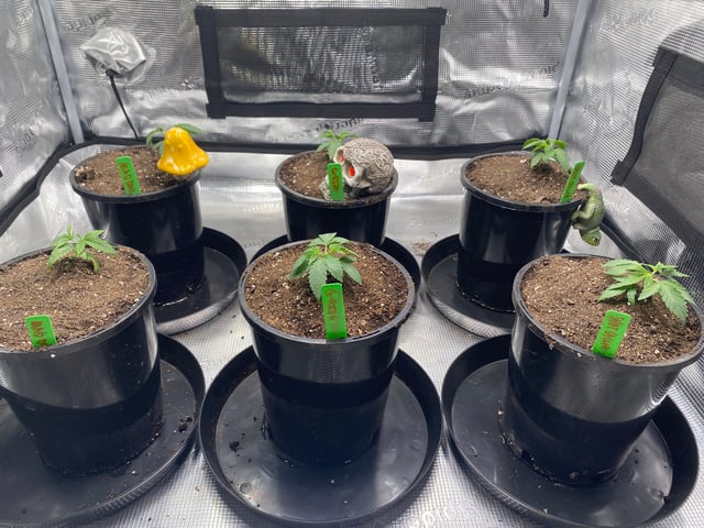 Solfire Gardens Grow — vegetative, day 26