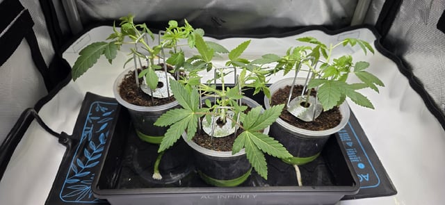 Girl Scout Cookies  — vegetative, day 40