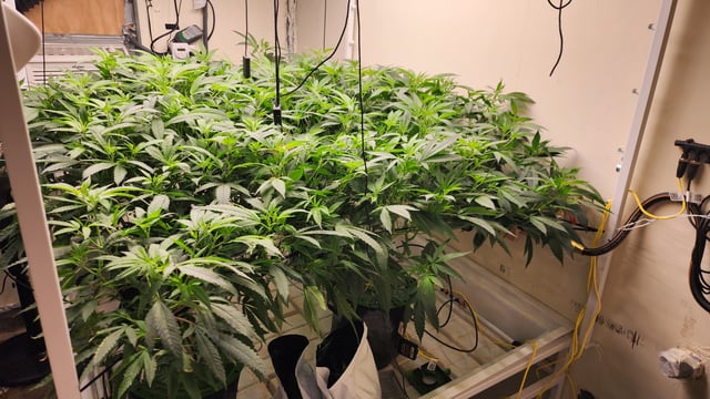 DNA Genetics Kosher Cookies rockwool run round 2 — flower, day 49