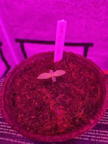1st Ever Grow — seedling_rooting, day 10
