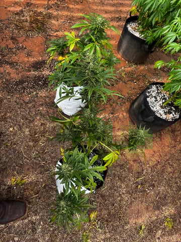 Autoflowers — flower, day 57