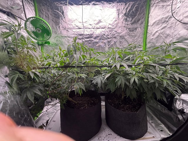 BTY OG & Jungle Cake — flower, day 71