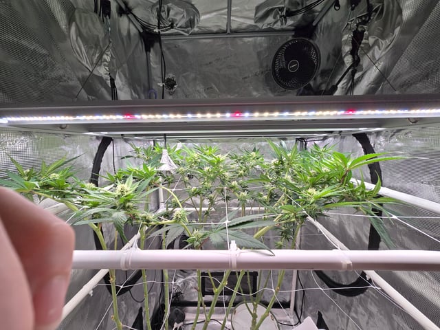 Grow 3 — flower, day 25