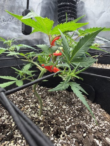 Gorilla Cookies — 1st Grow — flower, day 46