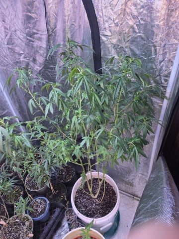 Trial Grow — vegetative, day 190
