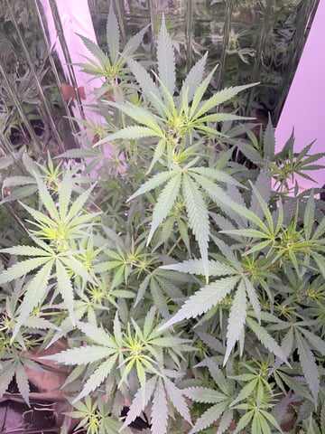 FIRST AUTO RUN — auto, day 18