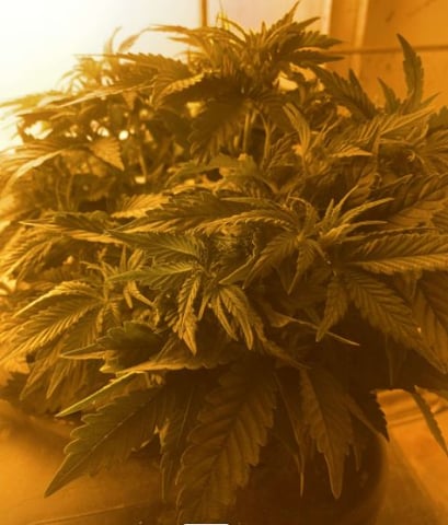 If it's Loose it's got to be a Unicorn.. — vegetative, day 14