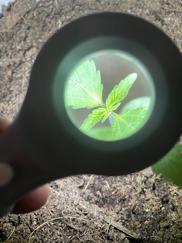 amnesia — vegetative, day 2