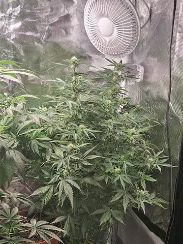 My Girls — flower, day 39