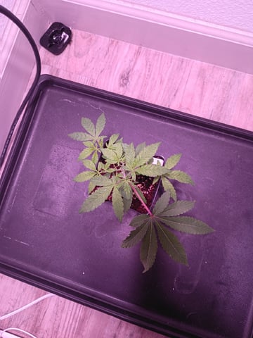 FKAFL — vegetative, day 1