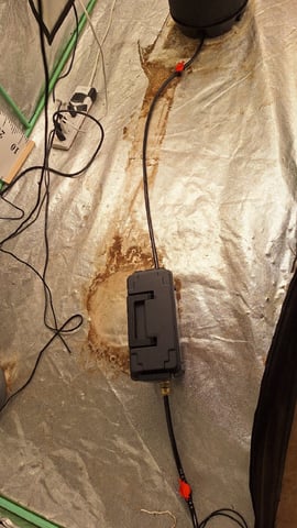 Experimental DIY Run — flower, day 4