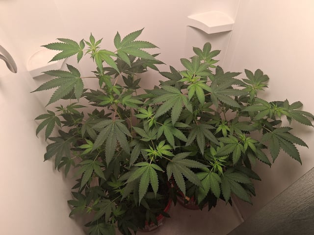 S&D  First Grow