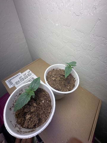 Grow#2 — seedling_rooting, day 1