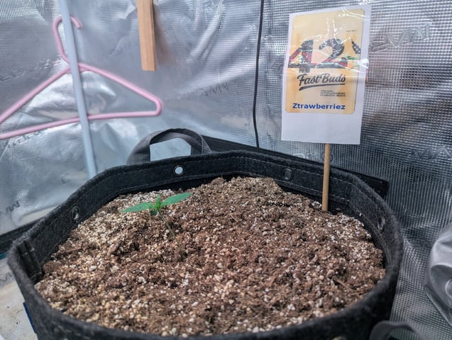 Fastbudz Ztrawberriez — seedling_rooting, day 9