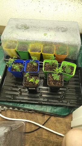 CLONES FOR HOMES — grow_setup, day 2
