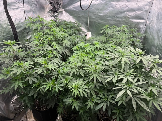 Hollywood Headband and LimeHeads  — flower, day 105