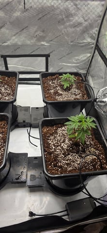 Lime Rian. — vegetative, day 23