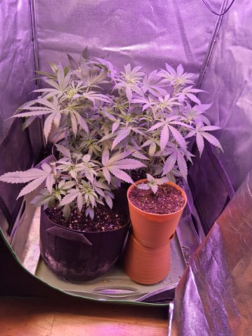 My Girls — flower, day 13