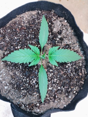 Ten G's — vegetative, day 3
