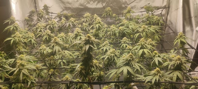 Grape Gasoline — flower, day 22