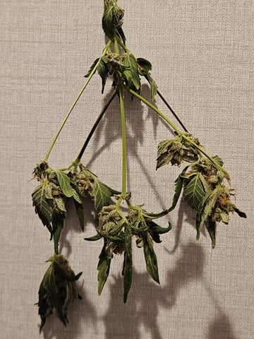 1st plant. Strain: Green Gelato AutoFlower — harvest, day 87