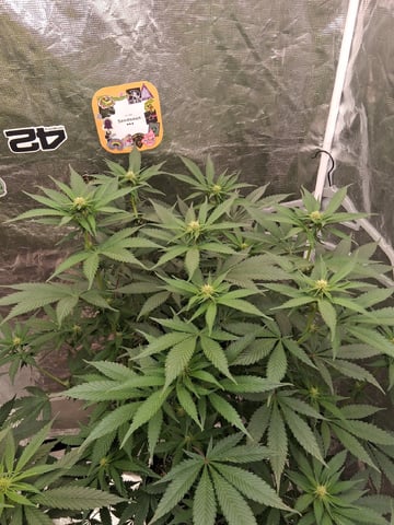 TEAM FULL AUTOS — flower, day 99