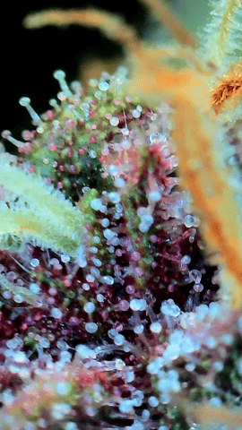 mimosa auto  — flower, day 1