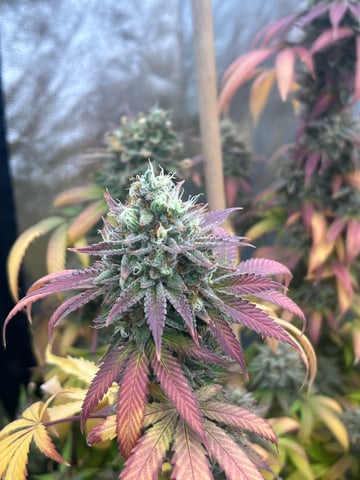 DeepSmoke420