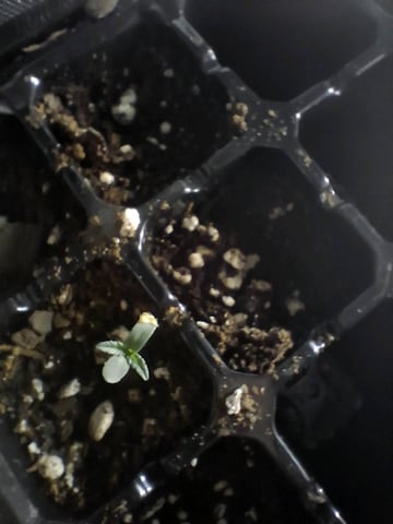 Free Seeds — seedling_rooting, day 12