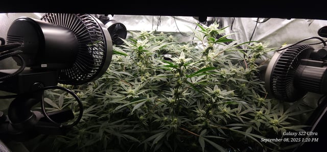 Found my Females... Game On! — flower, day 160