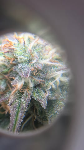 ethos genetics  — flower, day 101