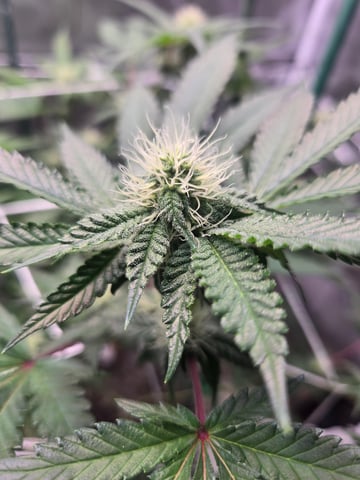 Looking for advice! — flower, day 67