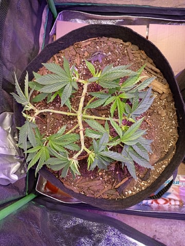 Purple Plum Perfect 💜 & 2 Grape Runtz 🍇 Mainlining garden.  — vegetative, day 104