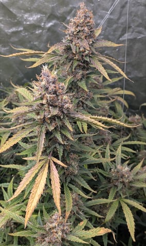 Strawberry Cheesecake Seedsman Seeds Autoflowers x2 — flower, day 104