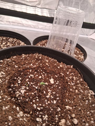 Planet Berry 7skunksgenetics  — grow_setup, day 1