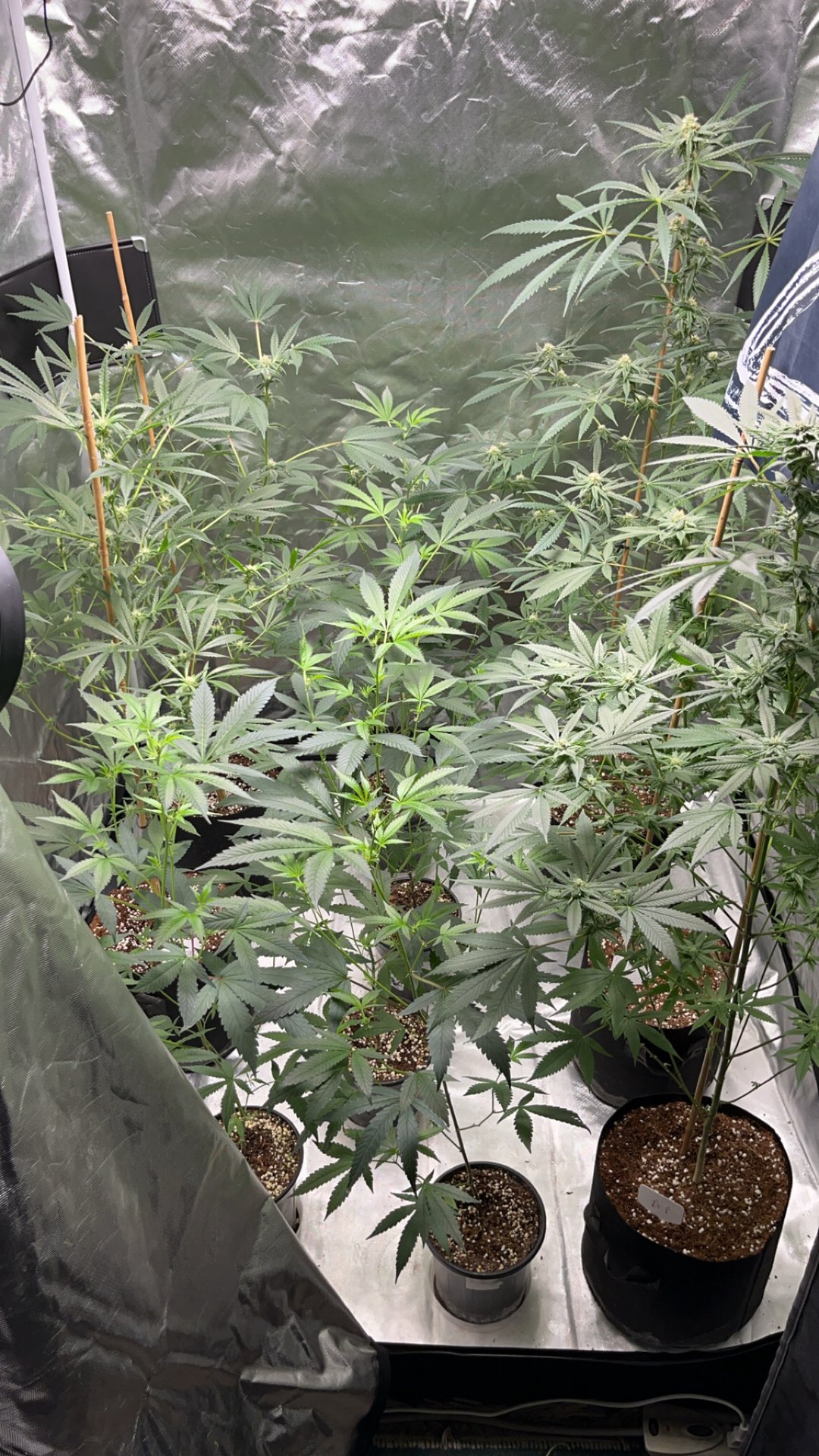 Current Grow