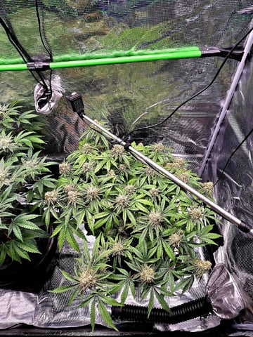 Dirty Bird - Thousand Island Fem & Platinum Kush Breath Remix x Grape Cakehead Fem Photo  — flower, day 94