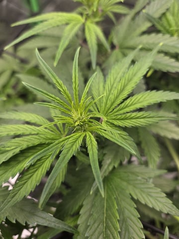 Automatic — vegetative, day 30