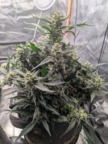 2025 EOY Grow — flower, day 68