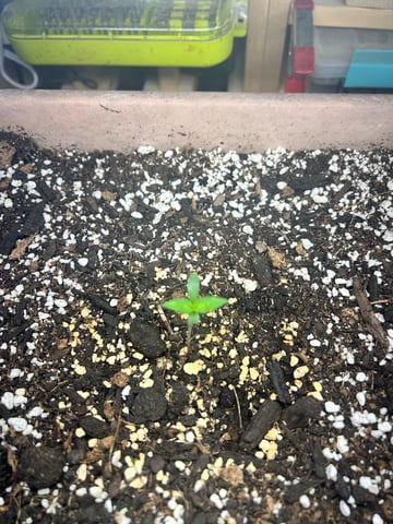 White Widow Twins — seedling_rooting, day 9