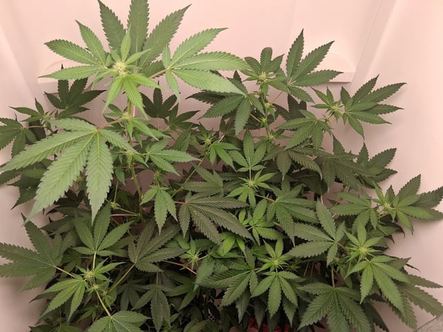 S&D  First Grow — flower, day 54