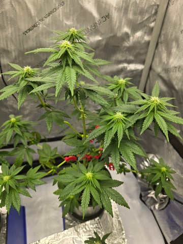 Homegrown - 🍒 🥧 & GSC Auto, 🚀 Seeds 🍌 Buttercups  — flower, day 47