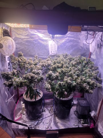 4th Grow — flower, day 16