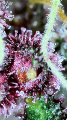 flipped to flower — flower, day 45