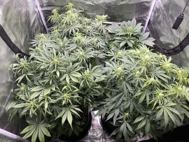 Auto Run #1 2025-2026 — flower, day 58
