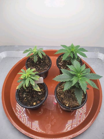 Purple Run — vegetative, day 26