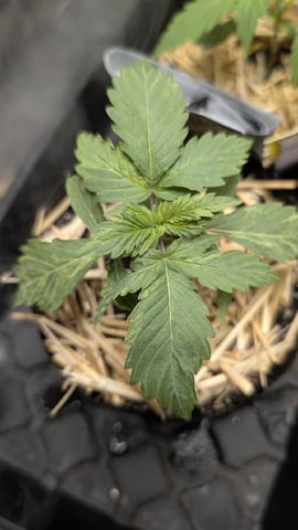 Double Smile And (Alien Vs Triangle X Strawberry Nuggets) — vegetative, day 16