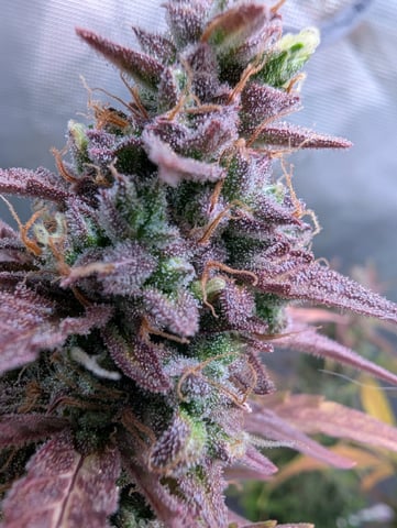 Dark Star — flower, day 75